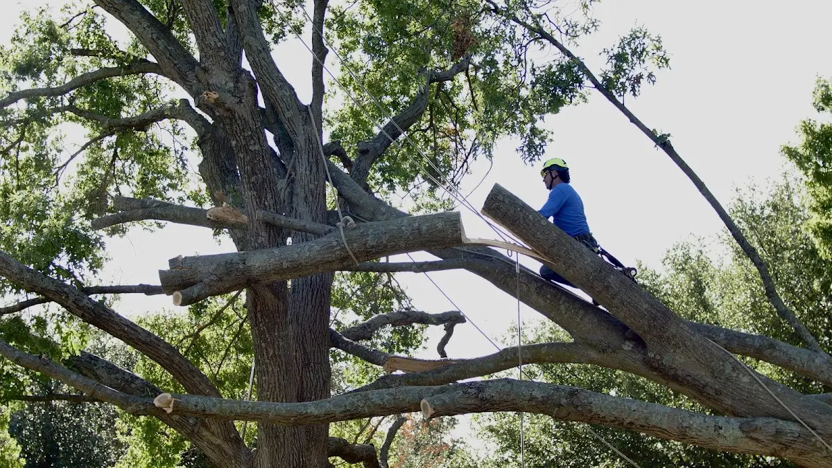 Professional Hazardous Tree Removal performed by certified arborists in Frakes